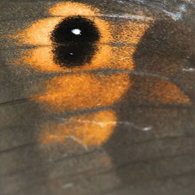 Witch Post &mdash; Beast & Butterfly (2026) album artwork
