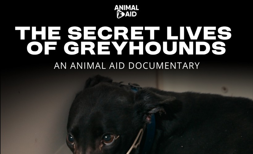 The Secret Lives of Greyhounds  at The Grove, Nottingham