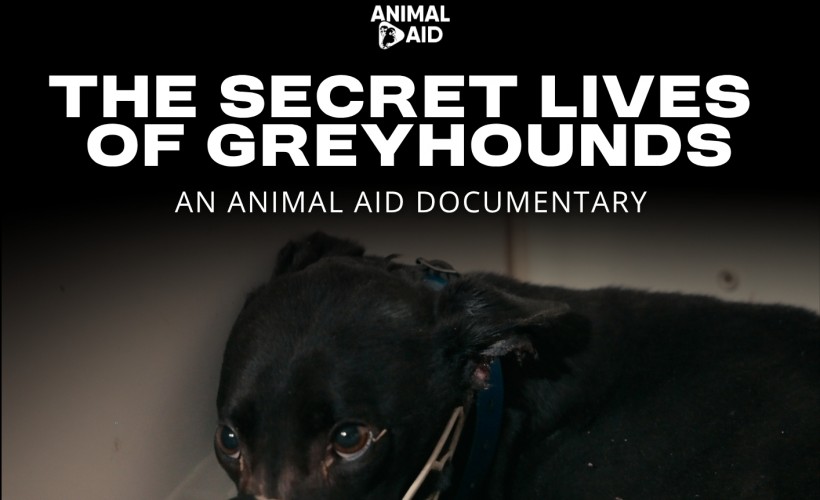 The Secret Lives of Greyhounds  at The Grove, Nottingham